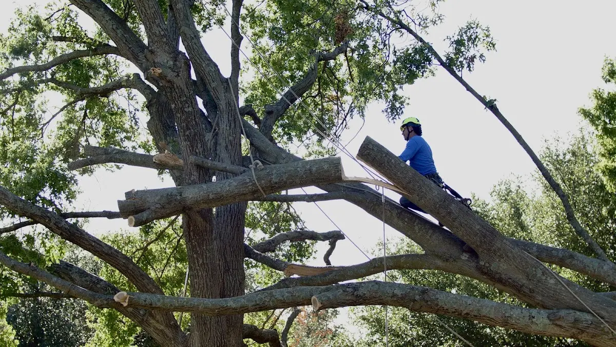 Professional Crown Thinning performed by certified arborists in Hayward