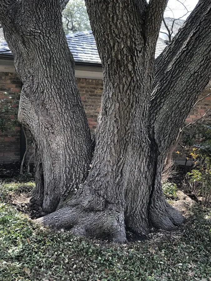 Mature heritage tree close to a Hayward property cared for by certified arborists